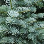 Abies concolor H: 150 – 200 CM