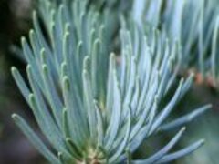 Abies concolor H: 150 – 200 CM