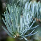 Abies concolor H: 150 – 200 CM